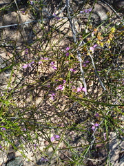 Polygala brachyphylla