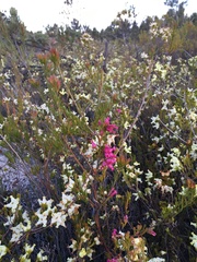 Erica denticulata