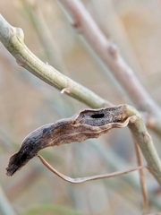 Gnorimoschema octomaculella