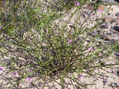 Polygala brachyphylla