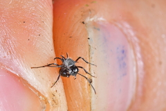 Polyrhachis furcata