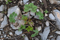 Cochlospermum wrightii