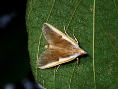 Pylartes subcostalis