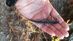 Garrulus lanceolatus