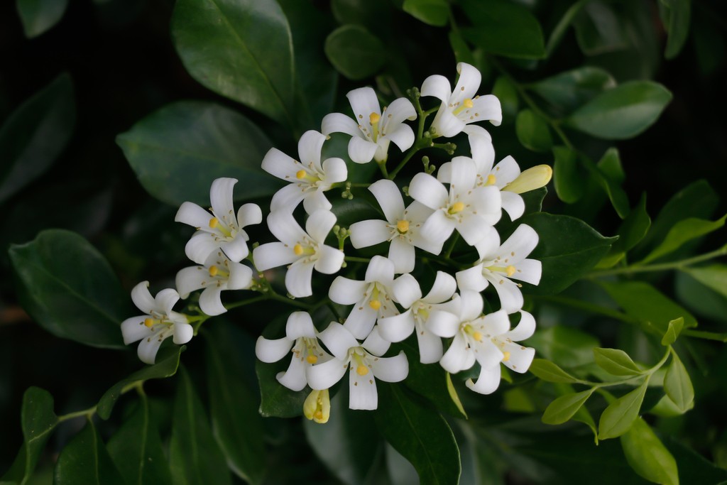 Murraya paniculata — a medium houseplant, prefers full sun light