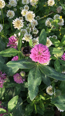 Bombus