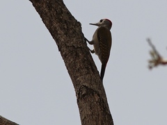 Chloropicus goertae
