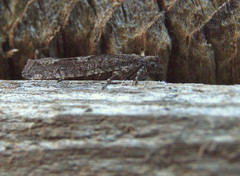 Pseudexentera mali