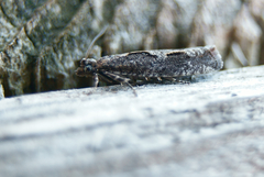 Pseudexentera mali