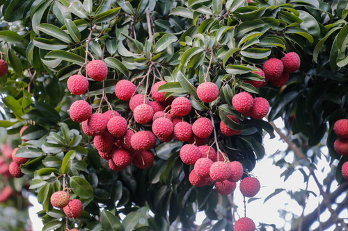 Litchi chinensis