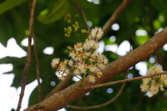 Syzygium nervosum