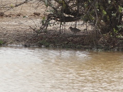 Burhinus senegalensis