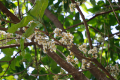 Syzygium nervosum