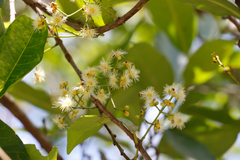 Syzygium nervosum