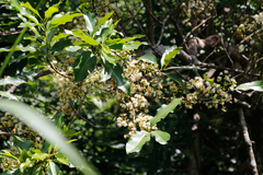 Syzygium nervosum