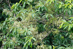 Syzygium nervosum