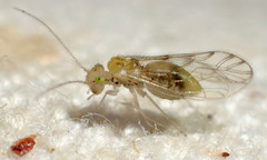 Trichopsocus clarus
