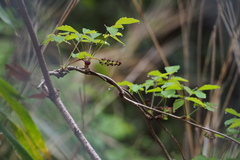 Akebia trifoliata