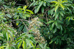 Syzygium nervosum