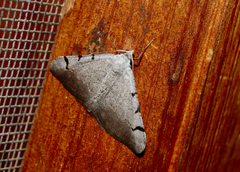 Digrammia triviata