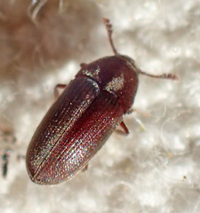 Throscidae