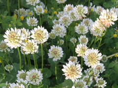 Trifolium repens