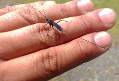 Dotocryptus bellicosus