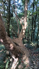 Rhododendron arboreum