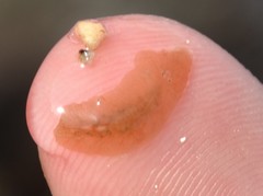 Leptoplana tremellaris