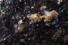 Leptoplana tremellaris