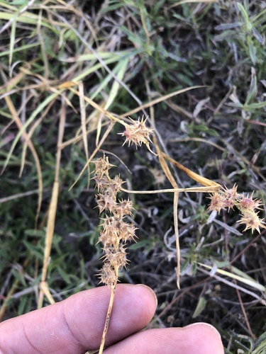 Coastal sandbur (Cenchrus spinifex)