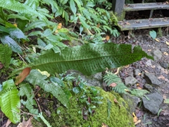 Leptochilus hemionitideus