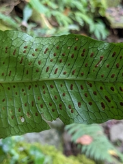 Leptochilus hemionitideus