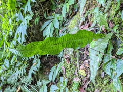 Leptochilus hemionitideus