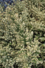 Crassula mataikona