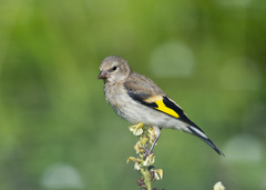 Eastern Goldfinch photo 2