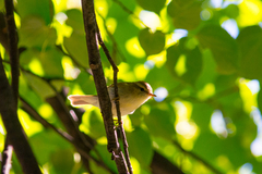 Phylloscopus trochiloides