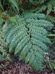 Dicksonia lanata