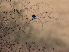 Halcyon leucocephala