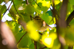 Phylloscopus trochiloides