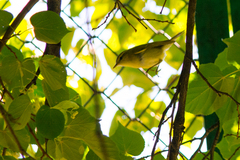 Phylloscopus trochiloides