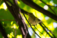 Phylloscopus trochiloides