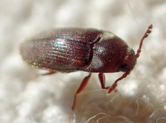 Throscidae