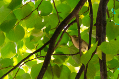 Phylloscopus trochiloides