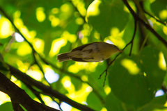 Phylloscopus trochiloides