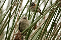 Molothrus bonariensis