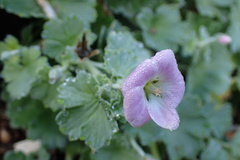 Geranium traversii
