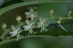 Tridactyle bicaudata bicaudata