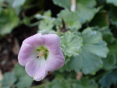 Geranium traversii