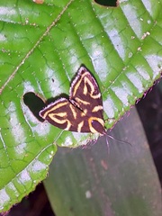 Hemerophila albertiana